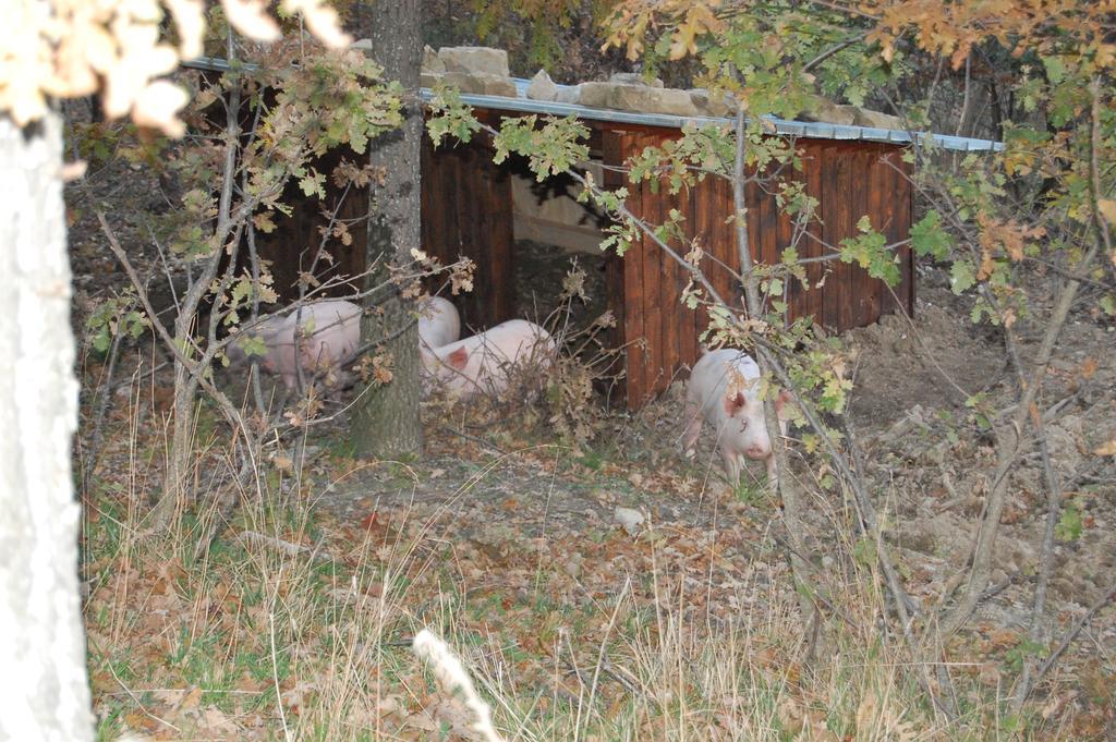 Colle Delle Meraviglie Fratticciola Selvatica 外观 照片