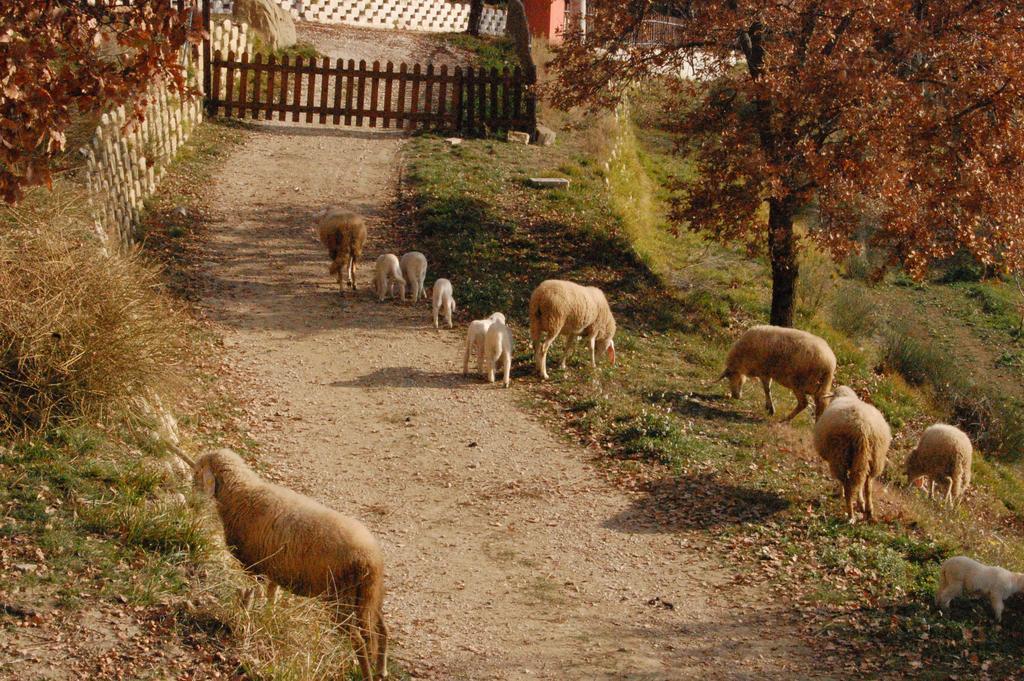 Colle Delle Meraviglie Fratticciola Selvatica 外观 照片